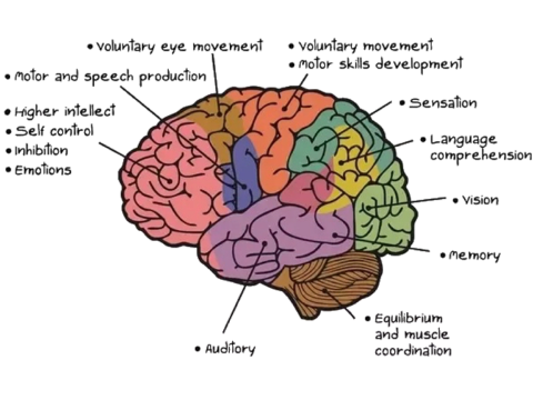 functions of brain functions of brain
